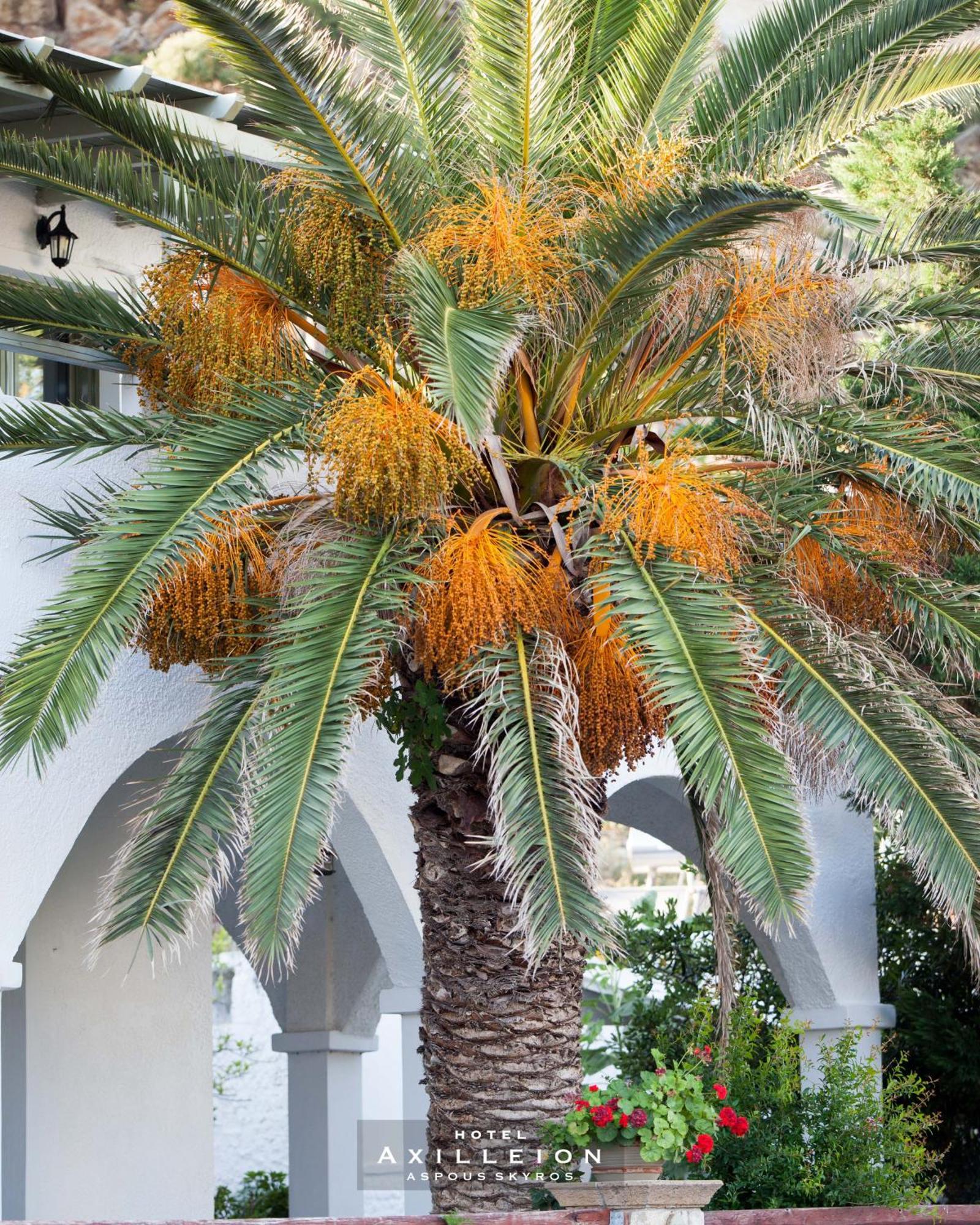 Achilleion Hotel Скирос Екстериор снимка
